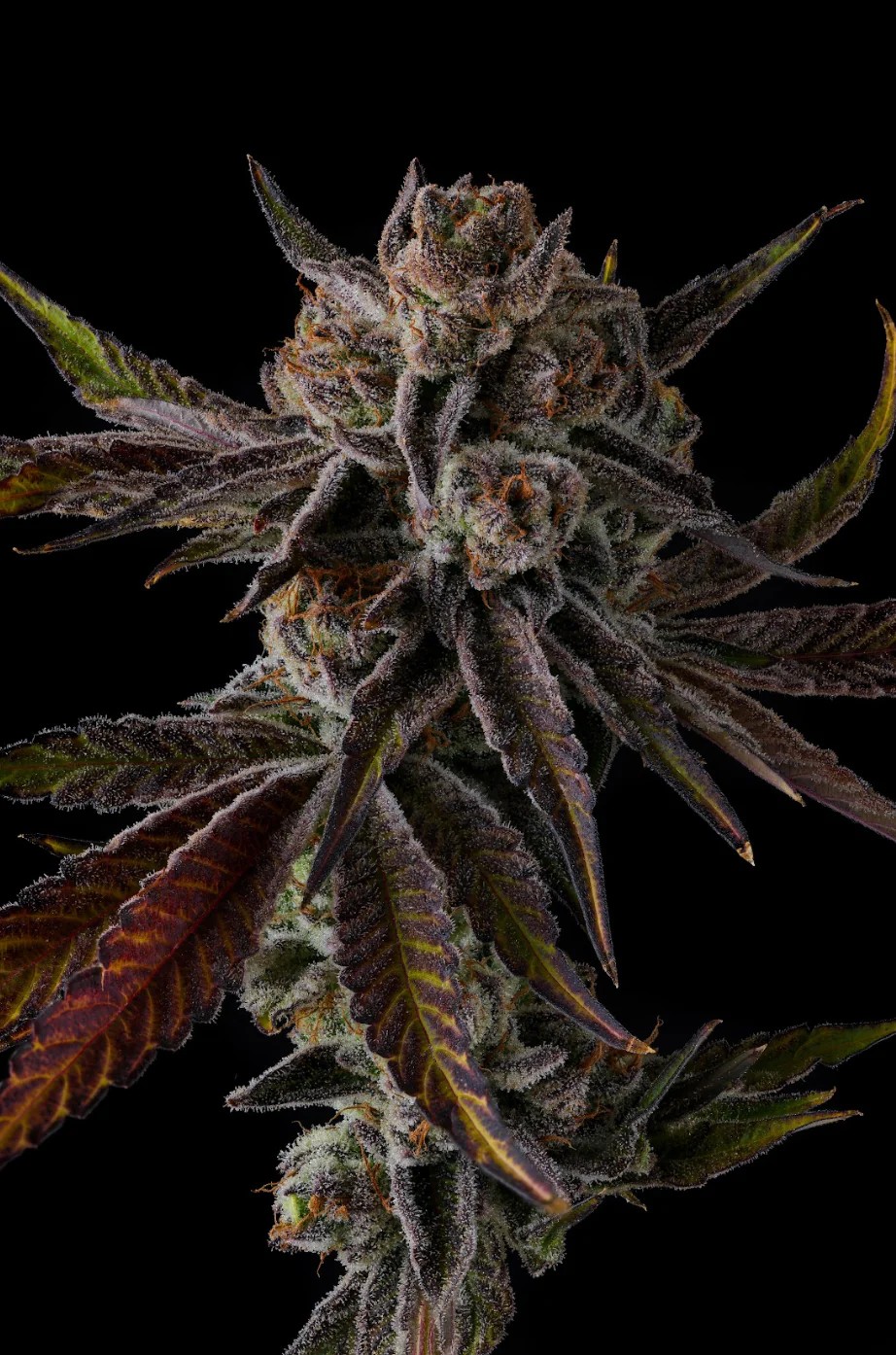 Purple Preserves – Pinana x Grape Gas