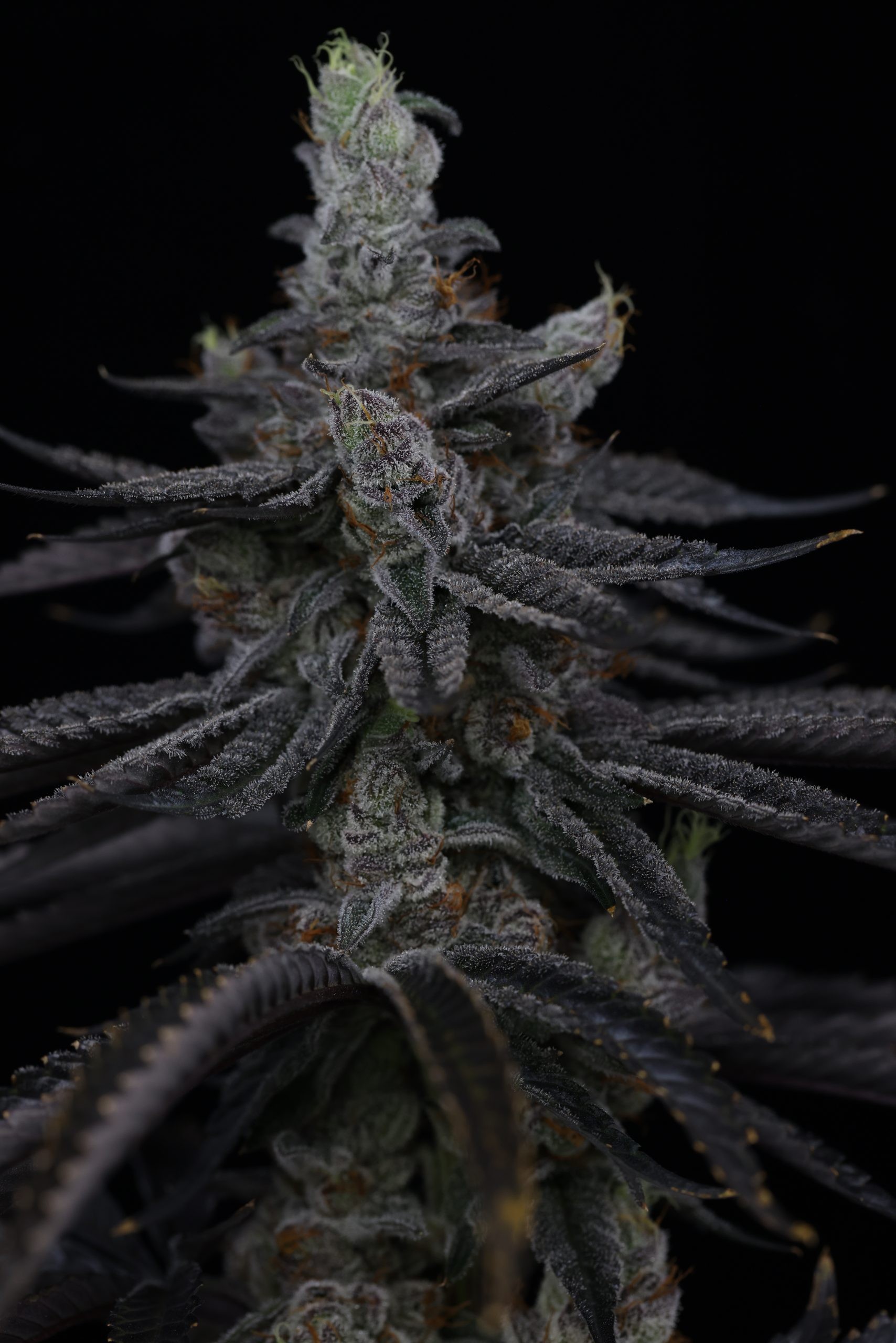 Queen of Tartz – Infatuation x Key Lime Pie