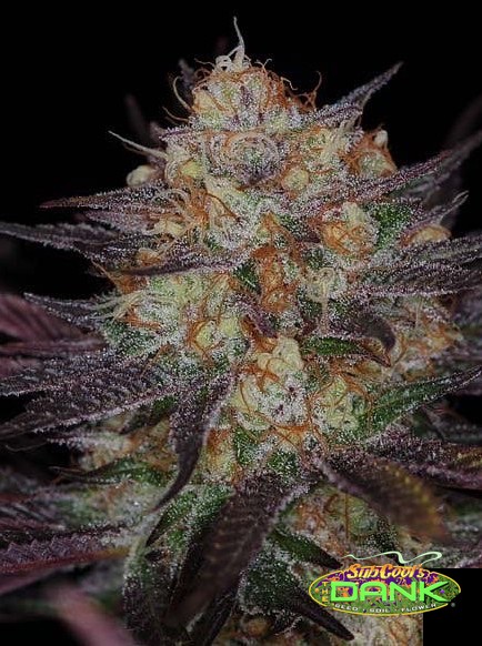 Querkle F2 – Urkle x Space Queen (Open Pollination) (R)