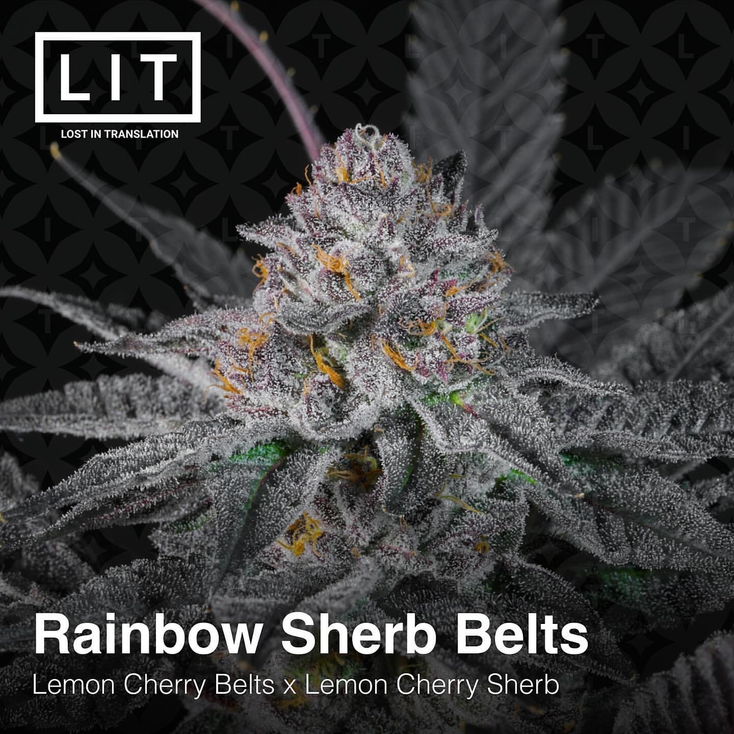 Rainbow Sherb Belts • Lemon Cherry Belts x Lemon Cherry Sherbert