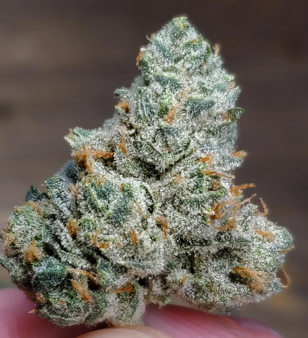 Rainbows at Night – Zkittlez x White Nightmare