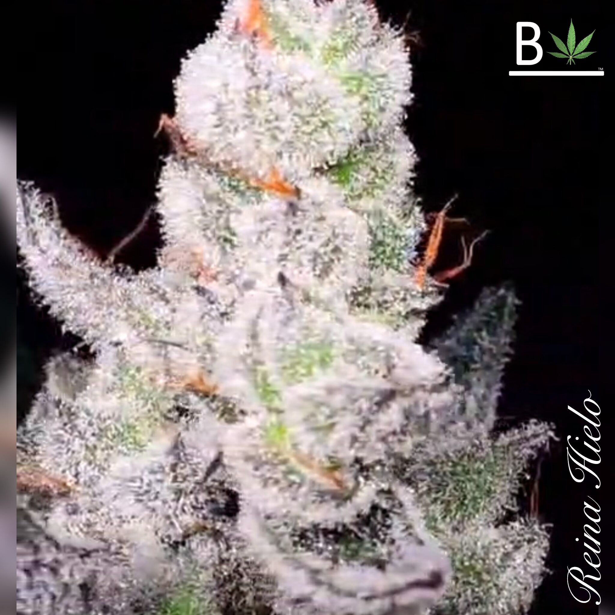Reina Hielo R1 – Empress #1 x Odo #1