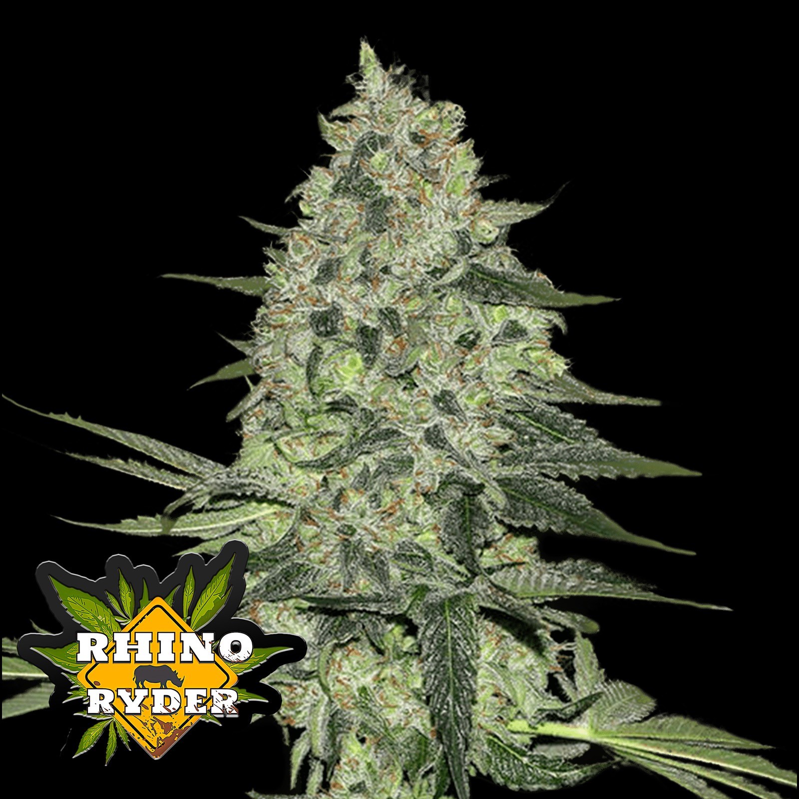 Rhino Ryder Auto (5 Pack)