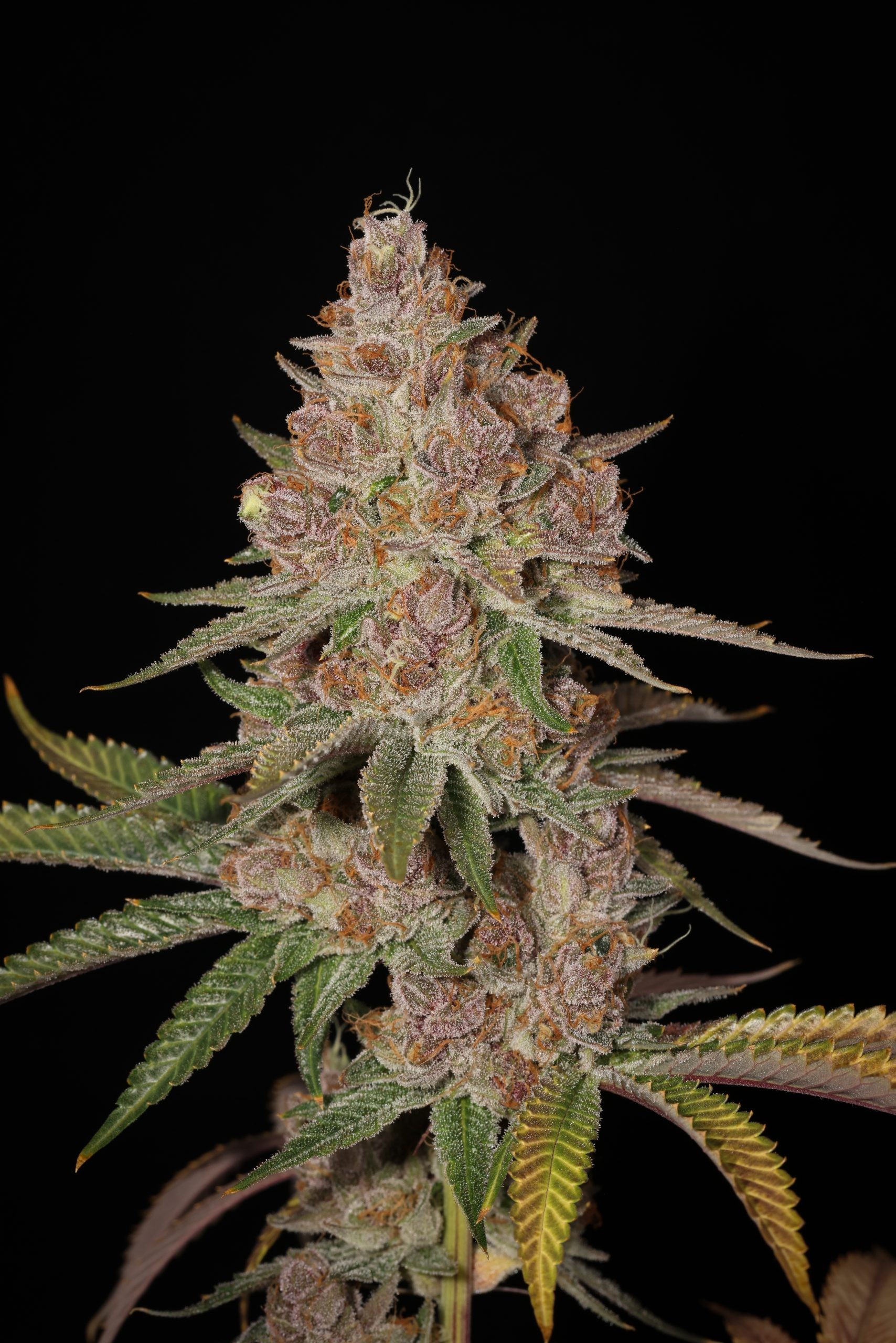 Rio Frio – Chocolate River x Key Lime Pie