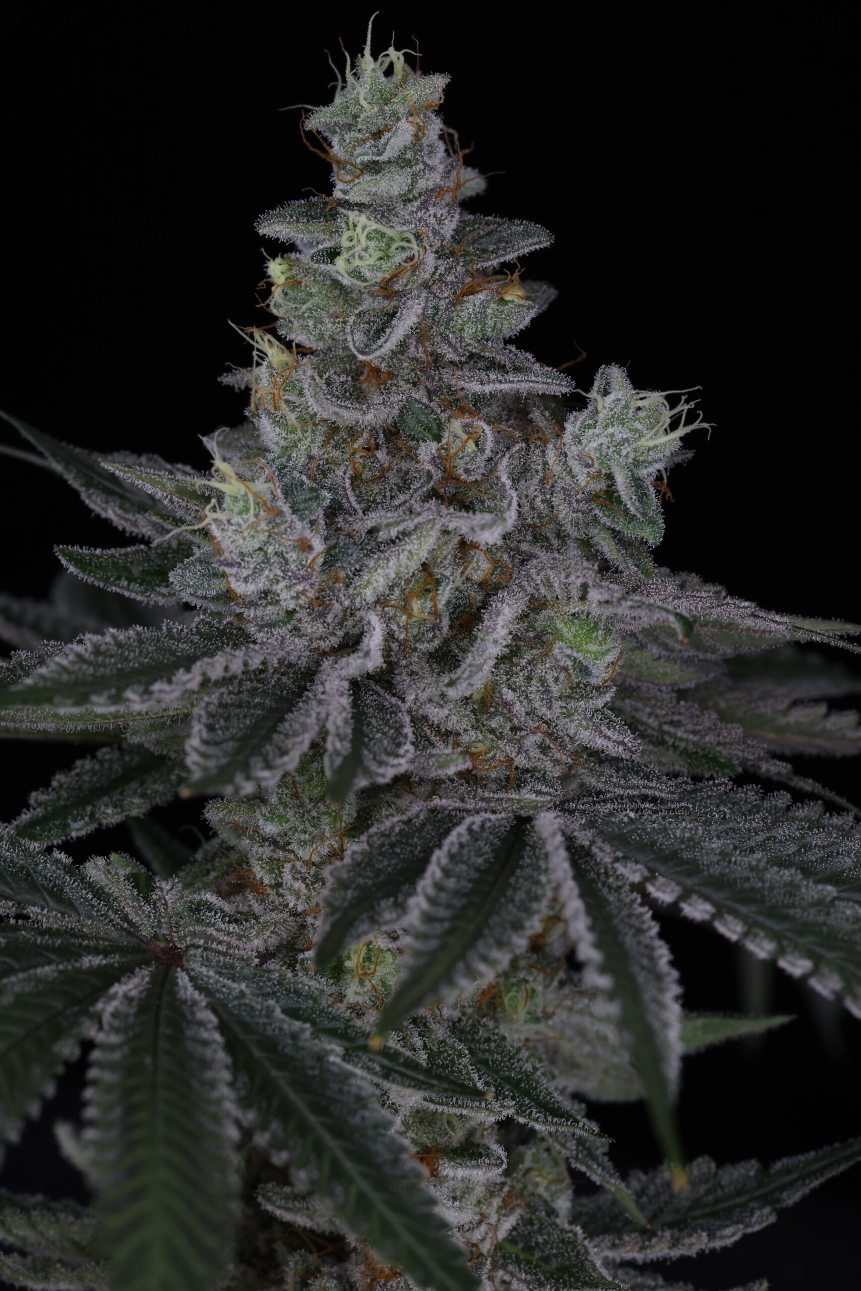 Rip Tide – Point Break x Blue Power IX2