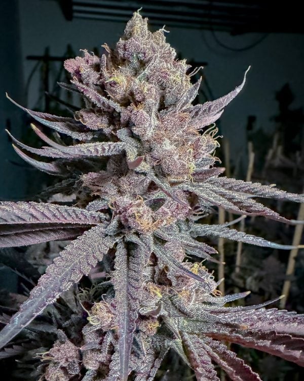 Ripe – Bahama Peel x Last Supper