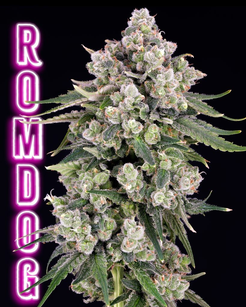 Romdog – Chemdog x Romulan