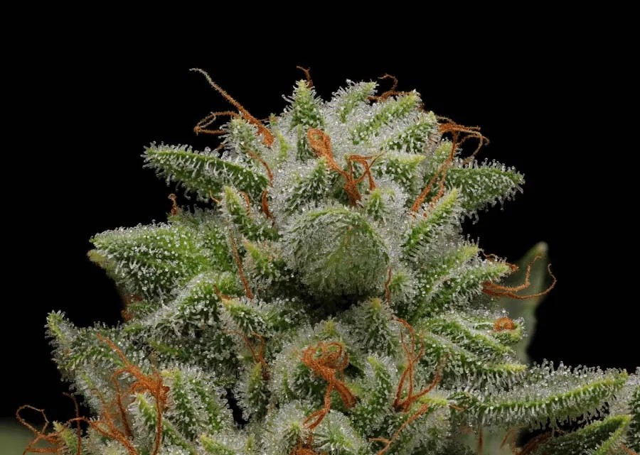 Romulan Haze – Romulan x Hazy Kush