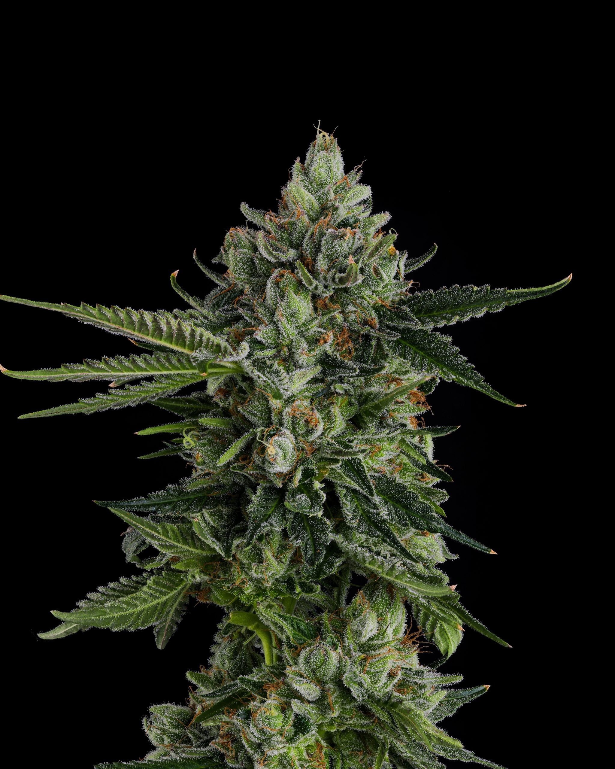 Rose Gold Rackz – Rose Gold Runtz x The Menthol