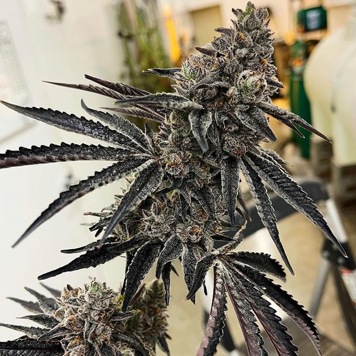 Roxanne – Pacoima Kush x Red Runtz
