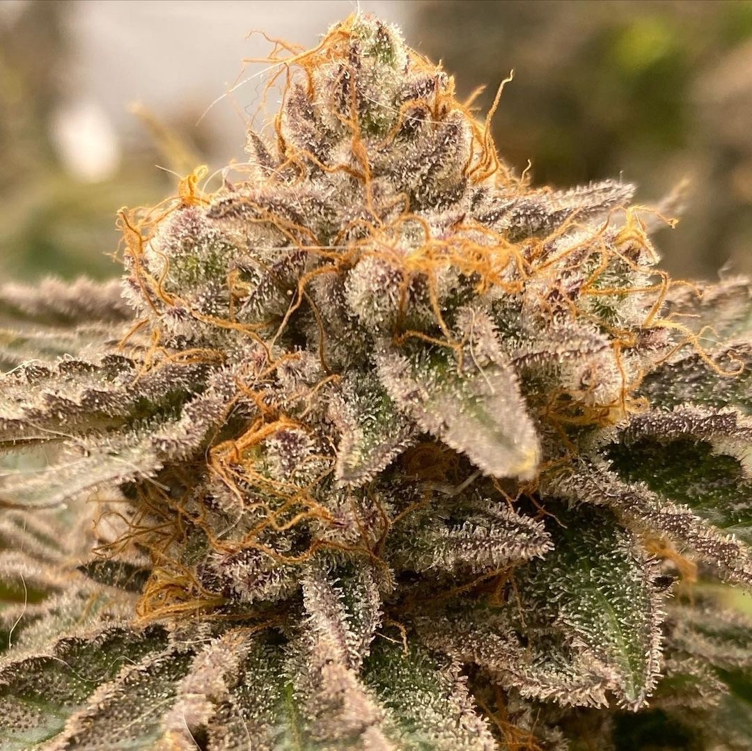 Royal Platinum – Royal Kush x Platinum
