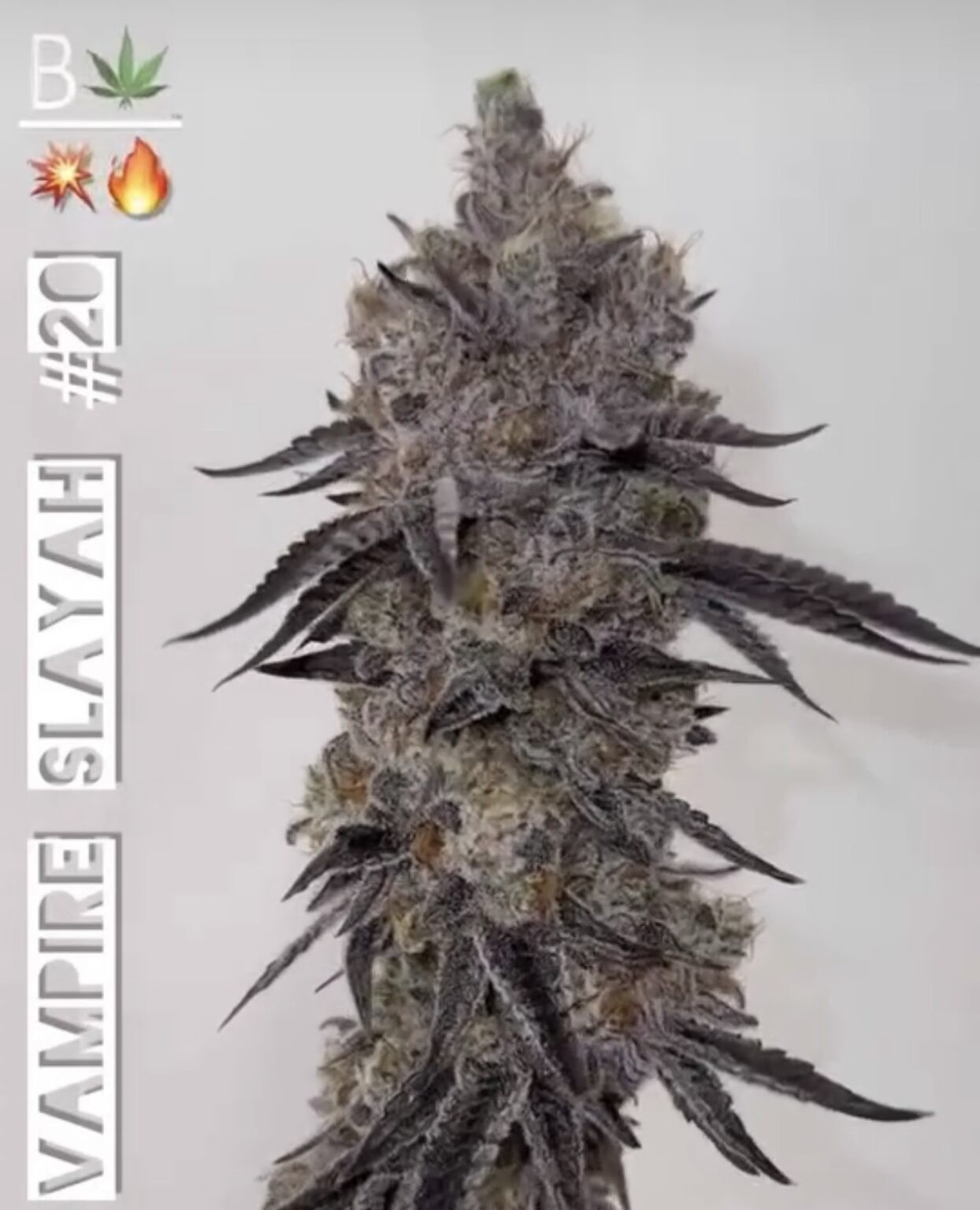 Sacrament – Vampire Slayah #20 x White Inferno