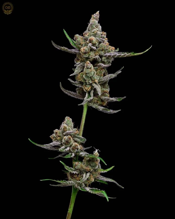 Sail Haten – Putang x Hazy Kush