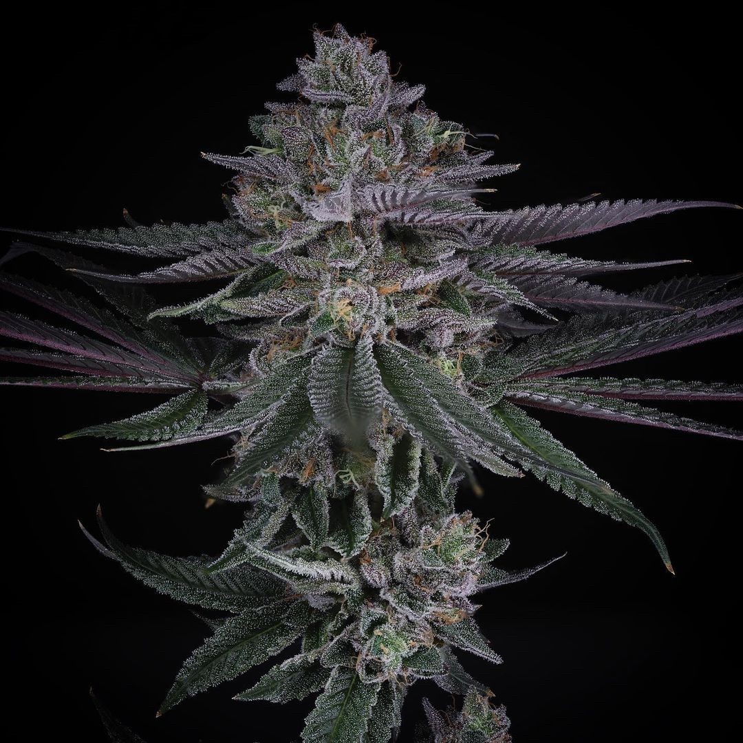 Sake’ – Apples n Bananas x Blue Power IX2