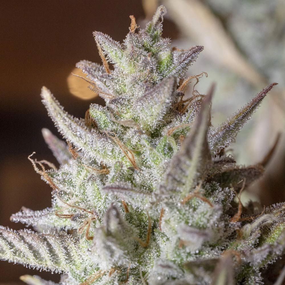 Scoopski F2- Purple Scoops x Wizard’s Apprentice F4