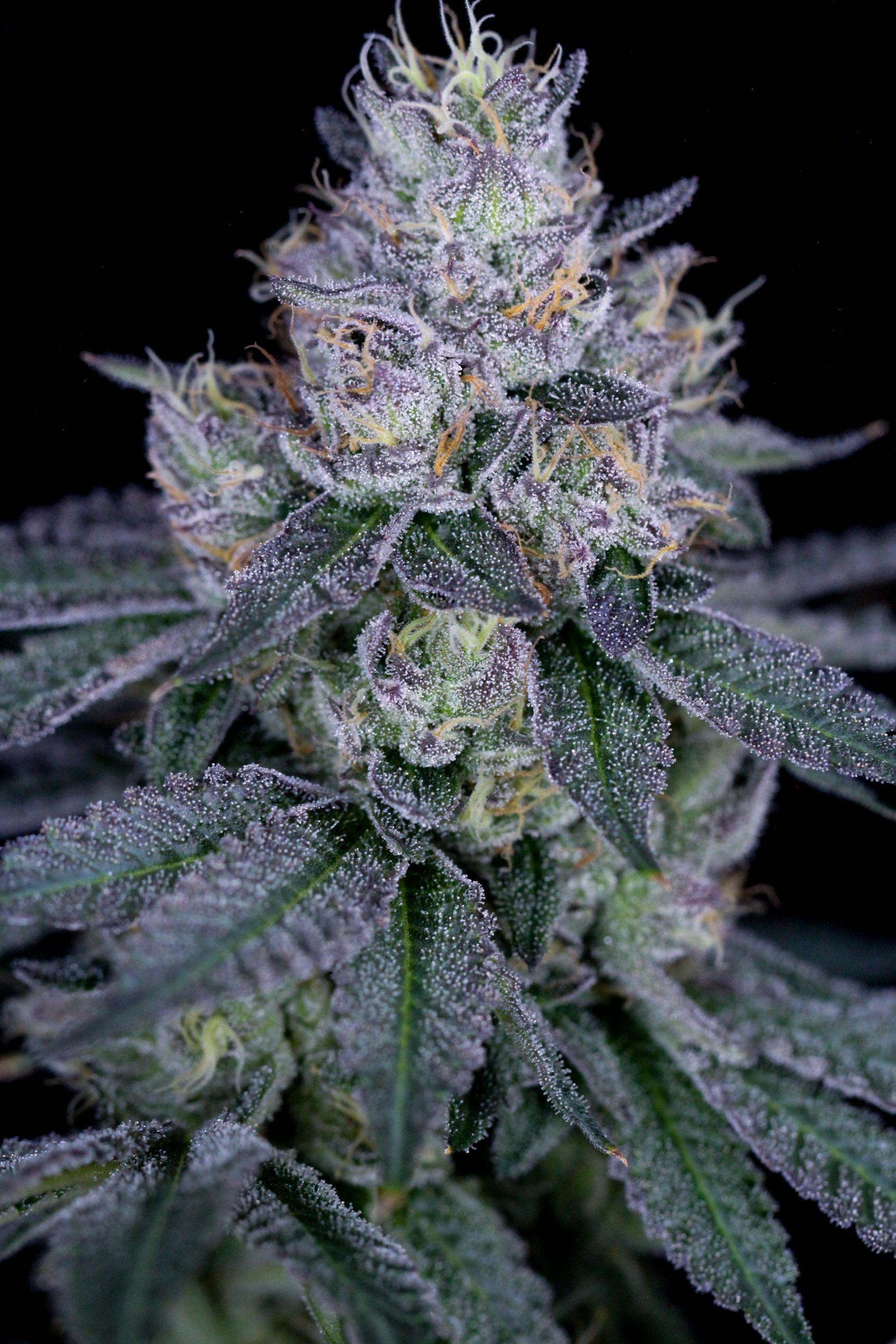 Scrum Diddly Umptious – Runtz X SinMint Cookies (FEM)