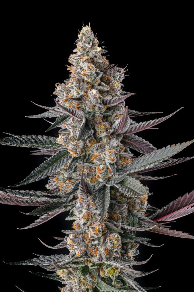 Shake Back – Apples & Bananas x Black Amber
