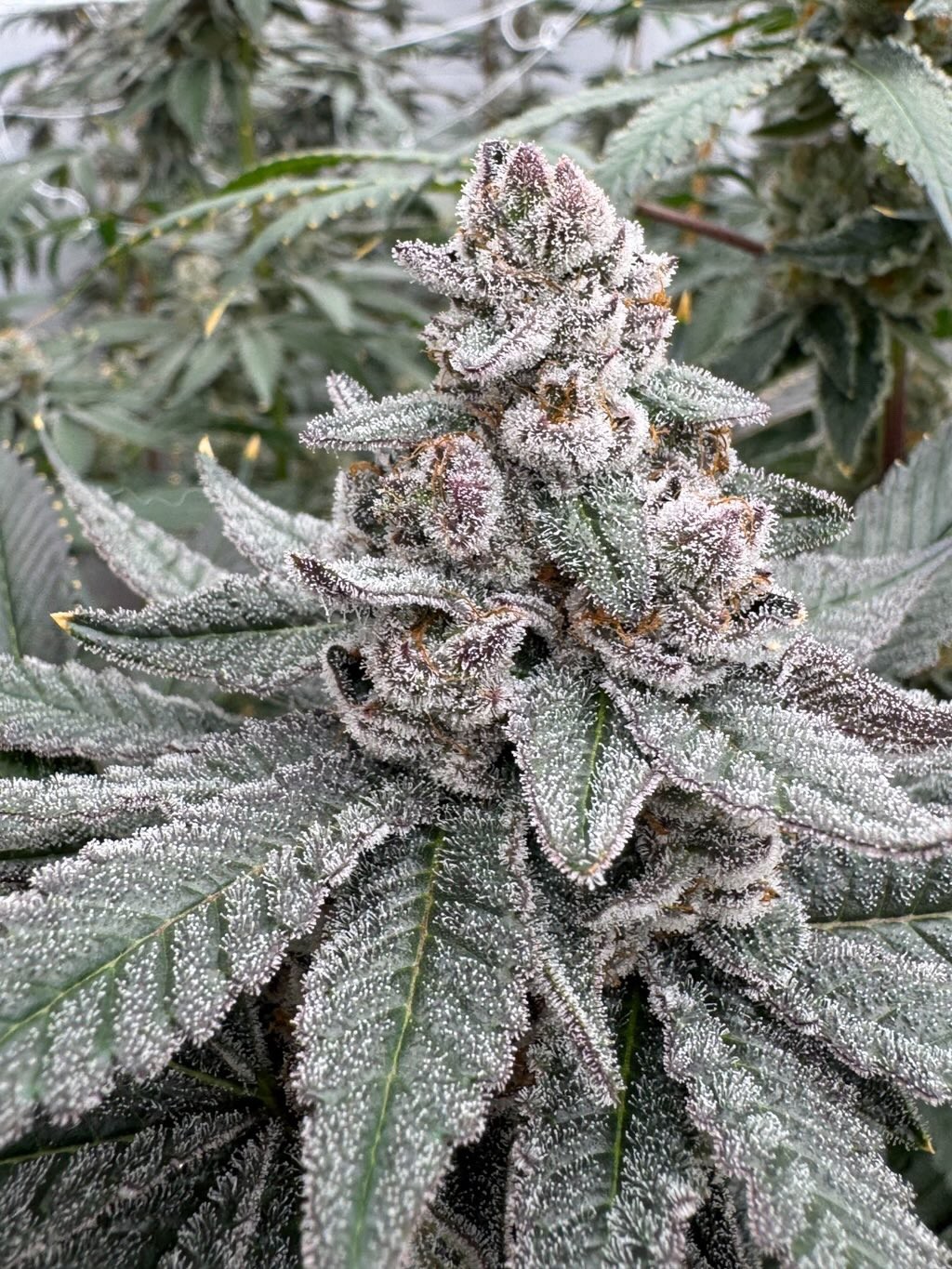 Sherbie Truffle – Sherb Cream Pie x Strawberry Truffle