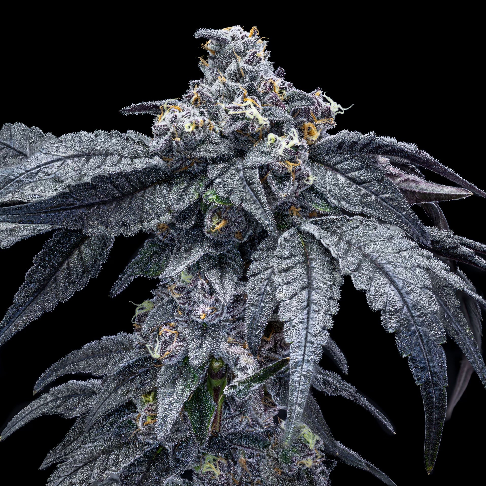 Silencer – Glitterbomb x Sourdough #1
