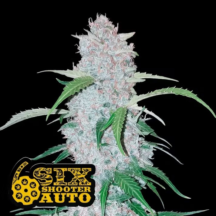 Six Shooter Auto (5 Pack)