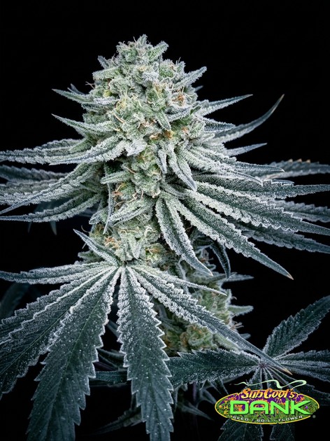 Slymer S1 – Slymer (Golden Ticket) Reversed (F)