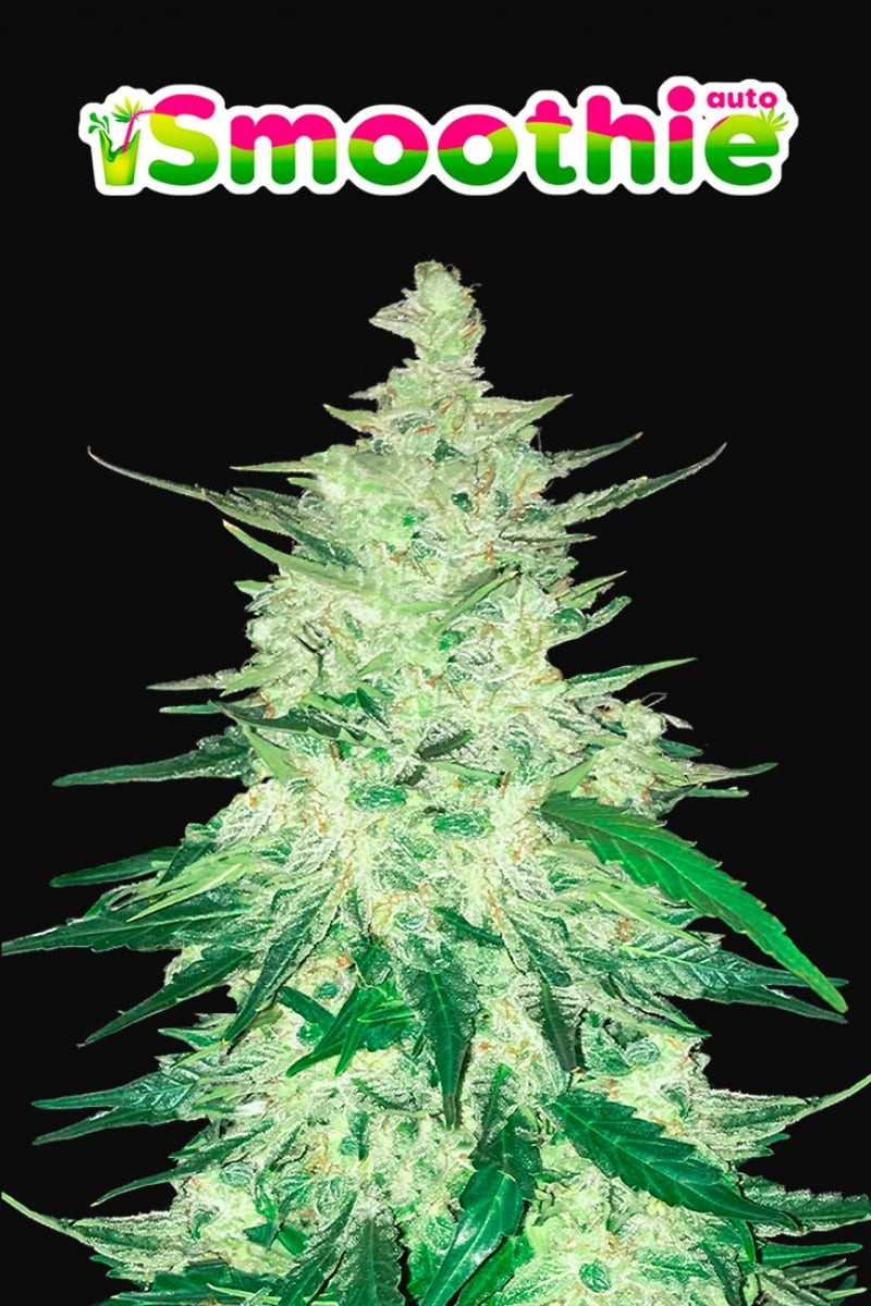 Smoothie Auto (5 Pack)