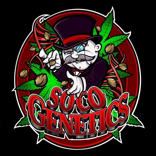 SoCo Genetics – Unicorn Poop x London Pound Mints