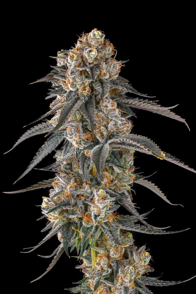 Solazo – Pinana x Black Amber