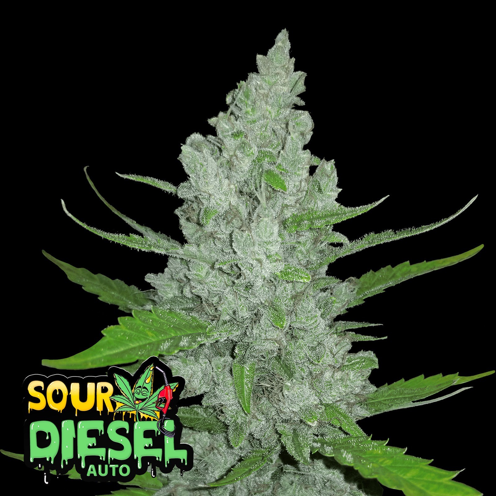 Sour Diesel Auto