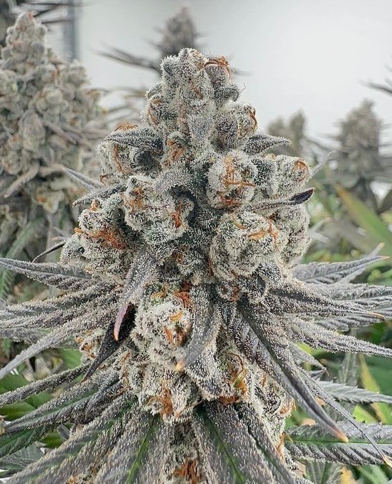 Spaced Jam r1 – Permanent Chimera #93 x Tricho Jordan #110
