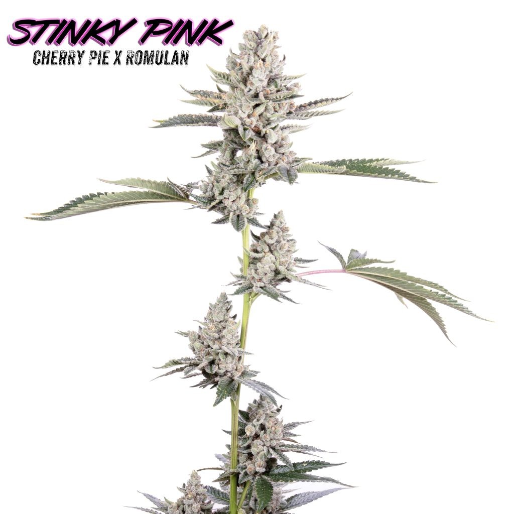 Stinky Pink – Cherry Pie x Romulan