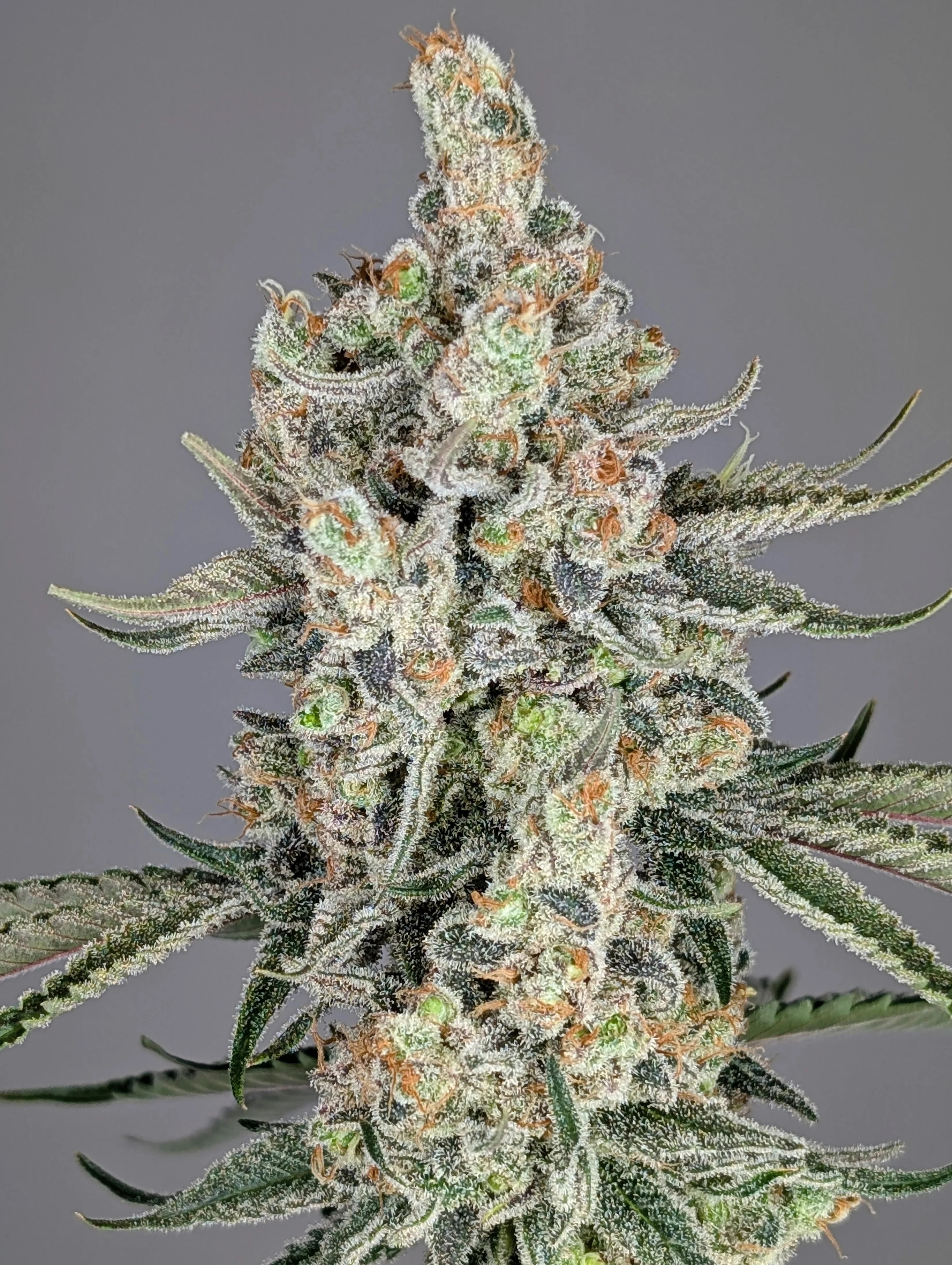 Strawberry Lobster – Strawberry Cough × Blue Lobster