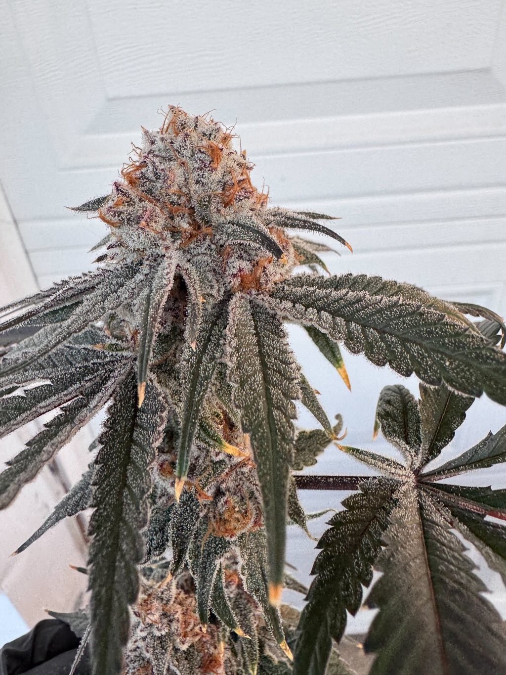 Strawberry Truffle S1 – (White Truffle x Red Pop) x (White Truffle Red Pop)