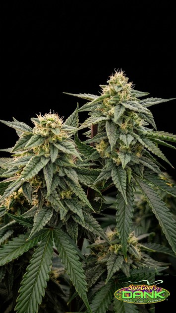 Subcool OG – Wifi #3 (Rascal Cut) x Jesus OG (R)