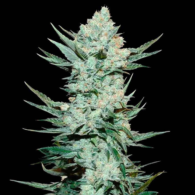 Tangie’matic Auto (5pk)
