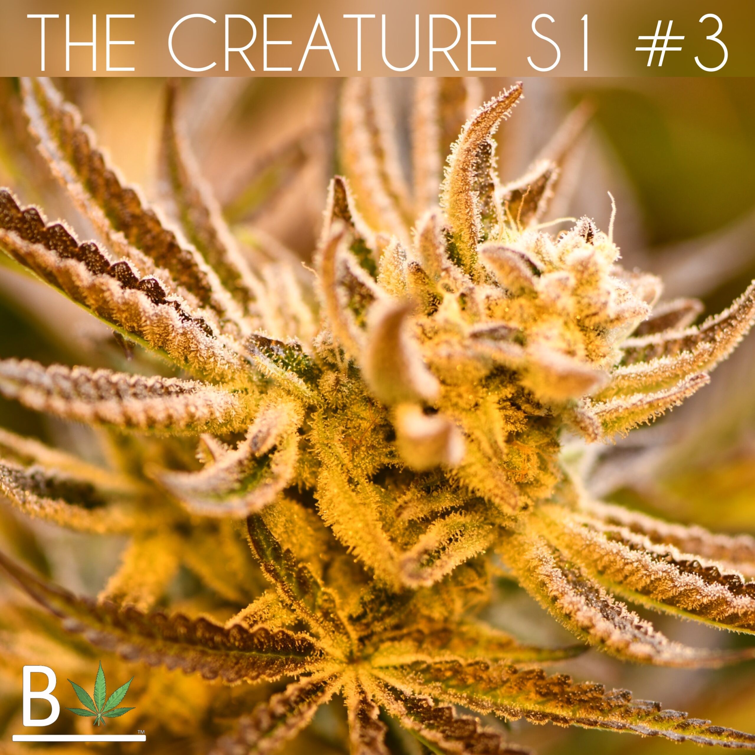 The Creature S1 – Creature x Creature