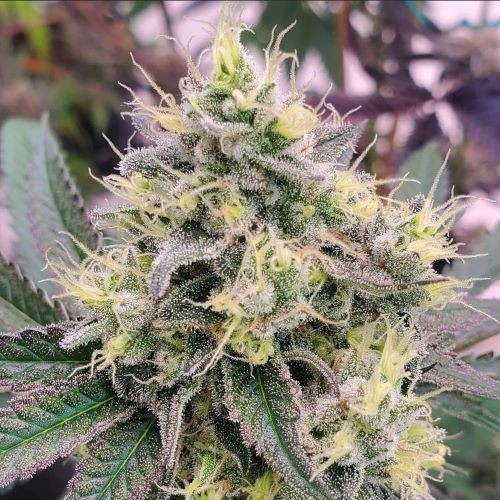 The Daily Slap – Garlic Snake Breath x Secret Cheese