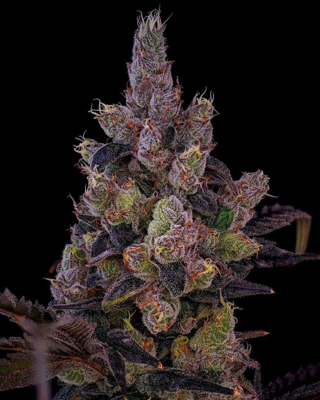 The Fizz – Sherb Cake x Strawberry Guava