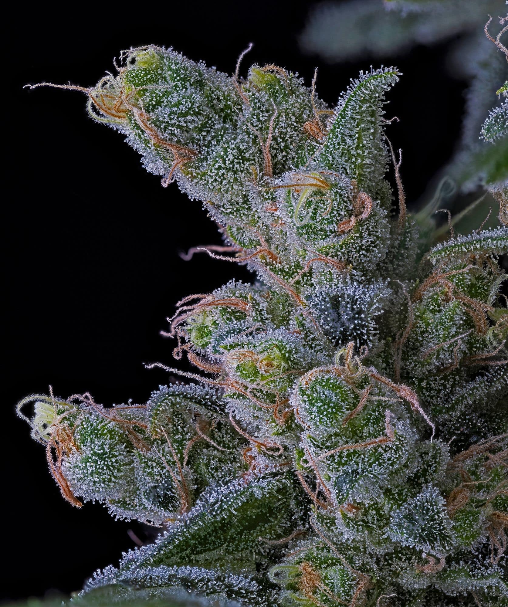 The Hive – Honey Banana x Papaya