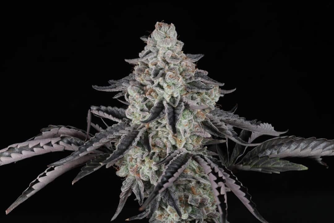 The Spice F2 – Biscotti x The Whip!