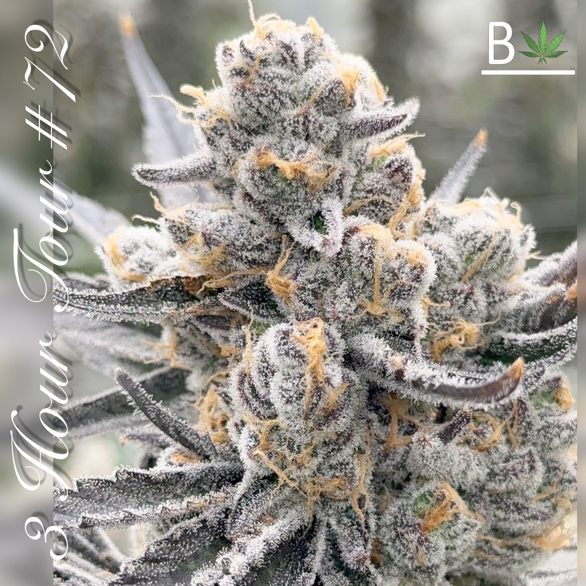 Three Hour Tour R1 – Love Seed 2.287 x Truffaloha #1 (5pk)