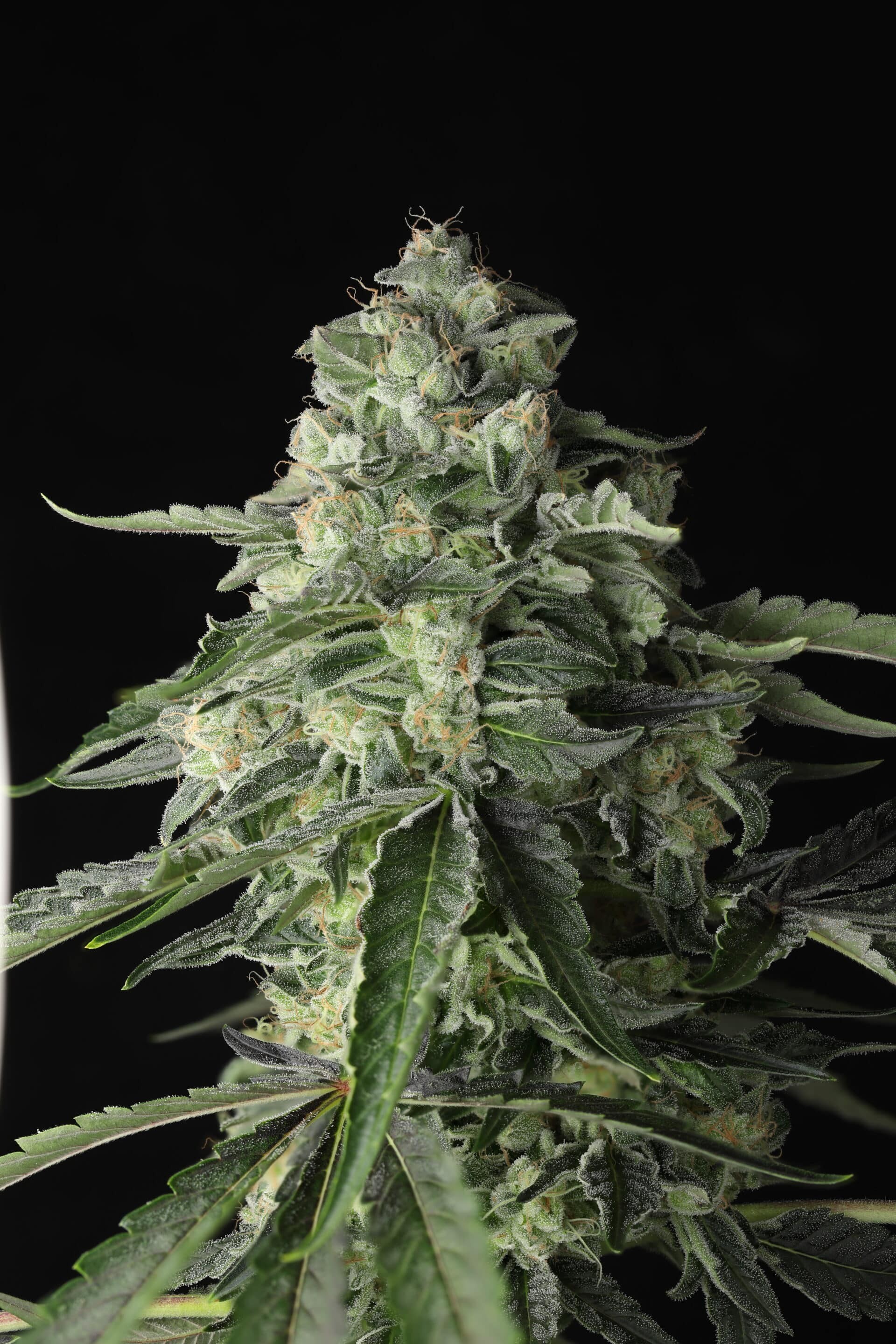Throttle Rocket – West Coast Sour F2 #13 x SFnG F2 #24