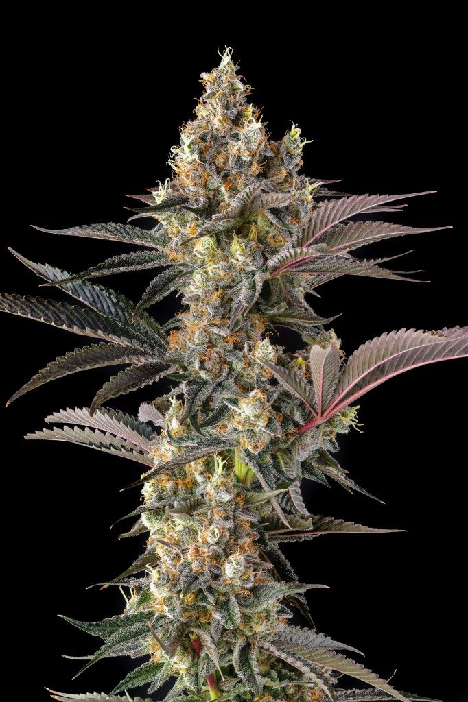 Tostones – Private Banana x Black Amber