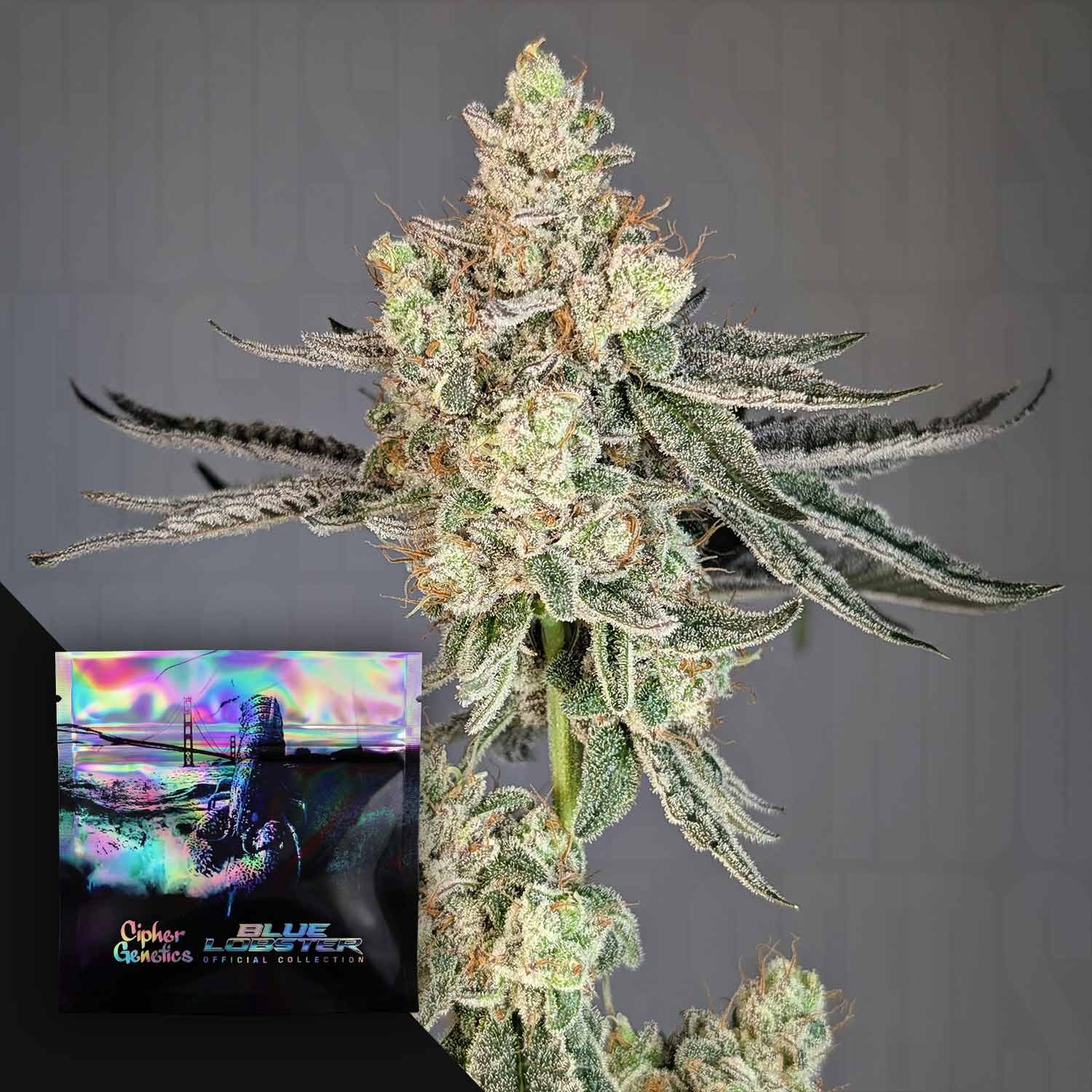 Trapline – Chemdog 91 x Blue Lobster