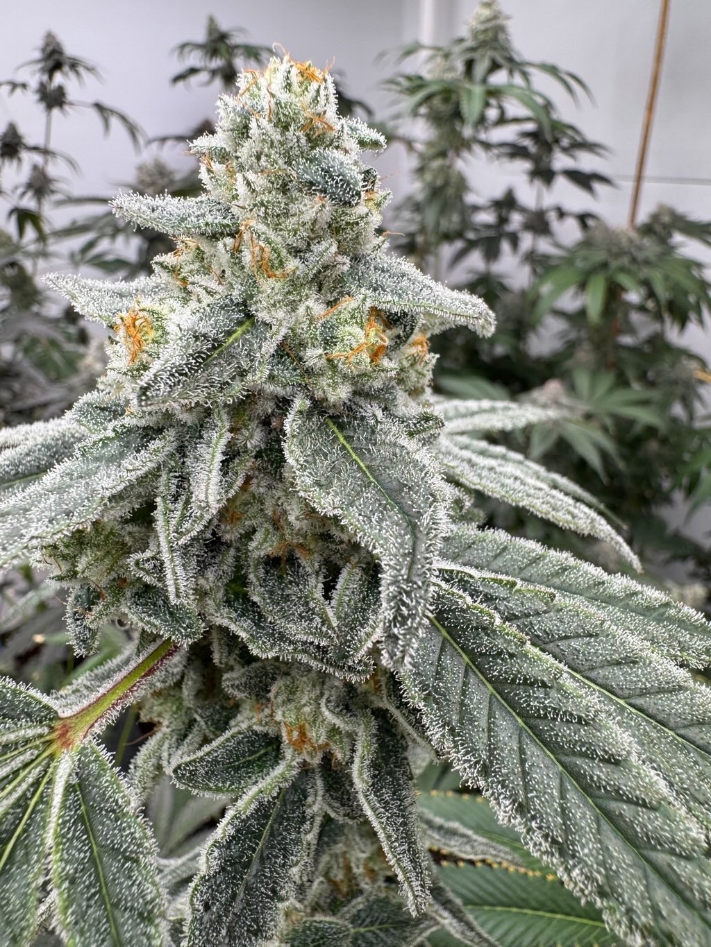 Trich’d Out Truffles – Cap Junky x Strawberry Truffle
