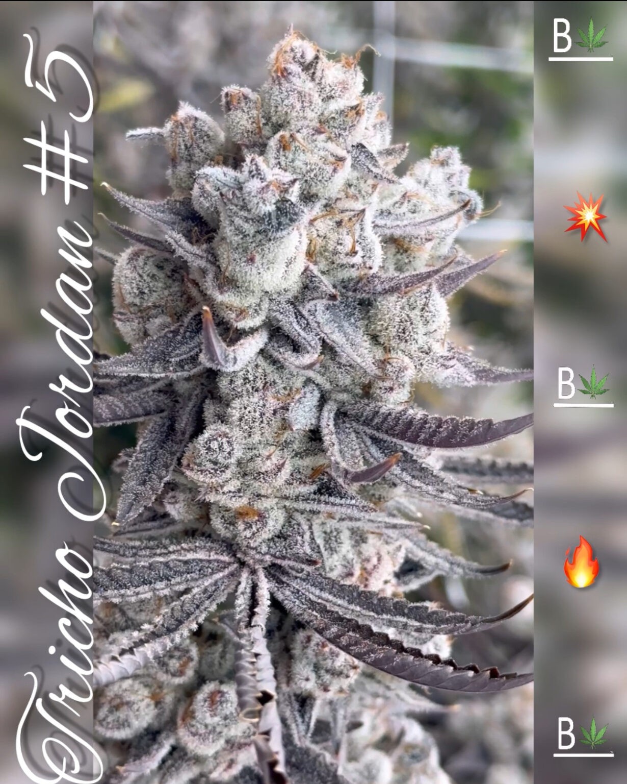 Tricho Jordan #5 S1 (5pk)