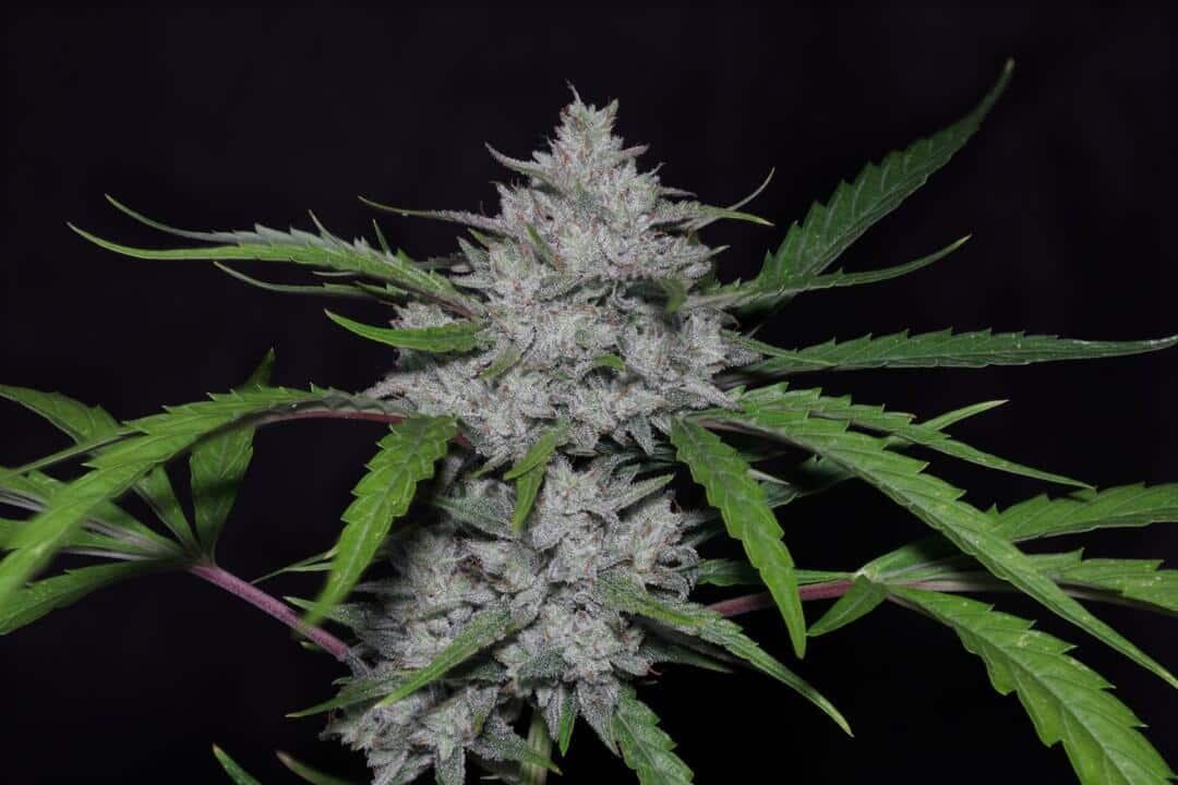 Triks Autoflower