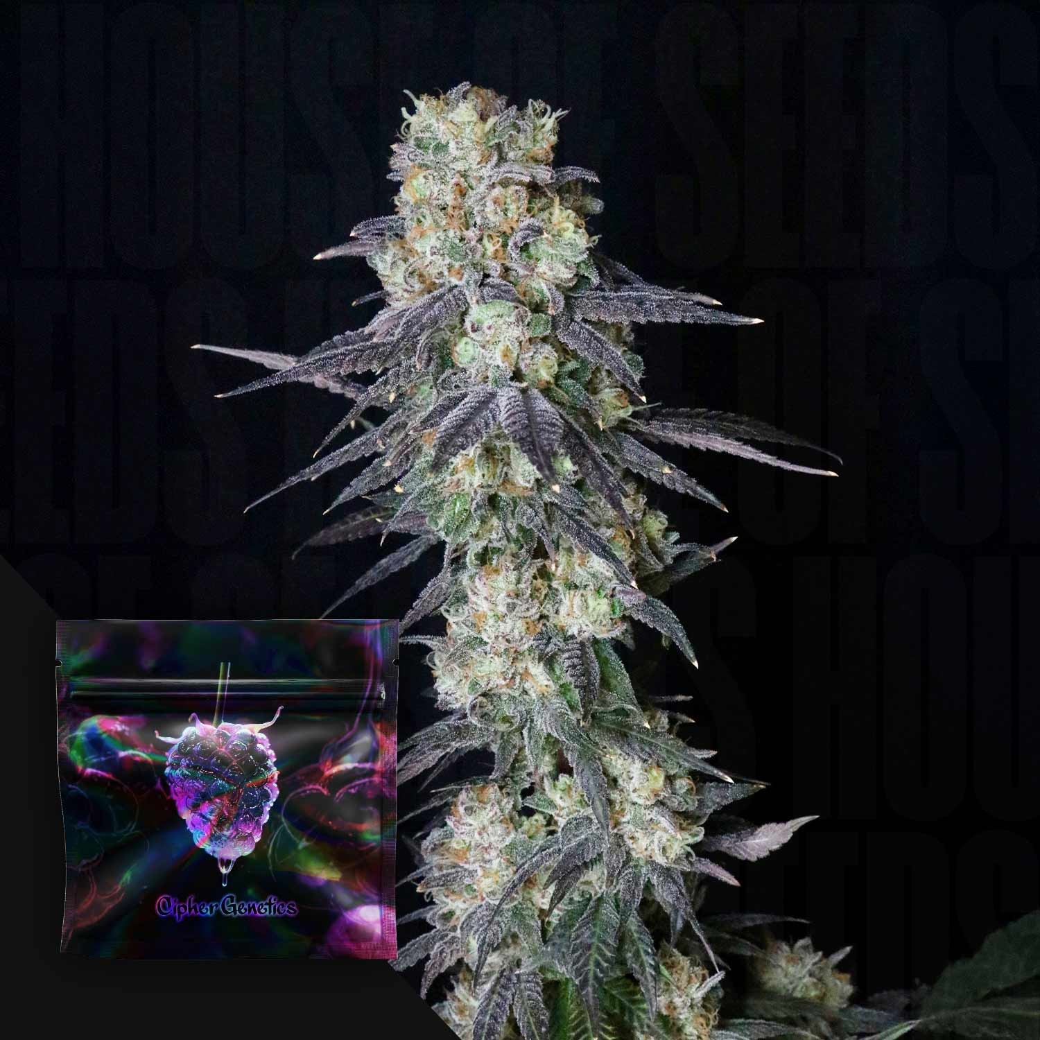Trippin Dots – (Honey Banana x Orange Mints) x Blackberry Octane