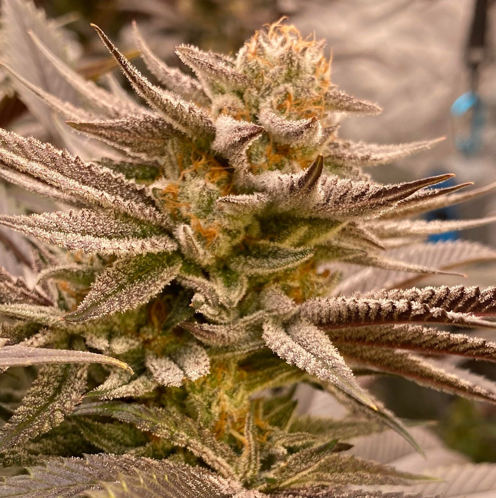 Tropic Banana – Tropic Heat x Banana OG