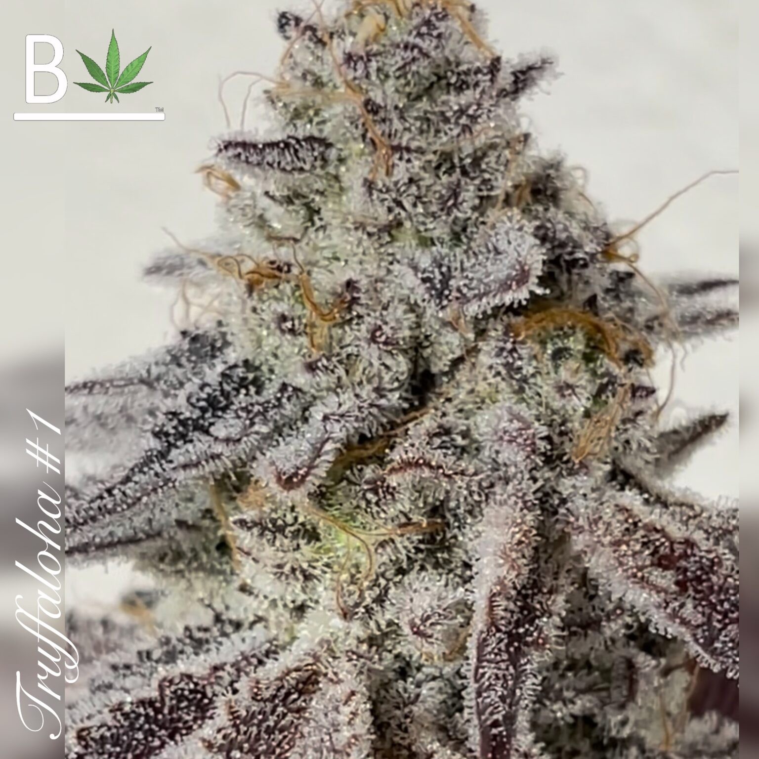 Trychotic R1 – Acai Gelato x Truffaloha #1